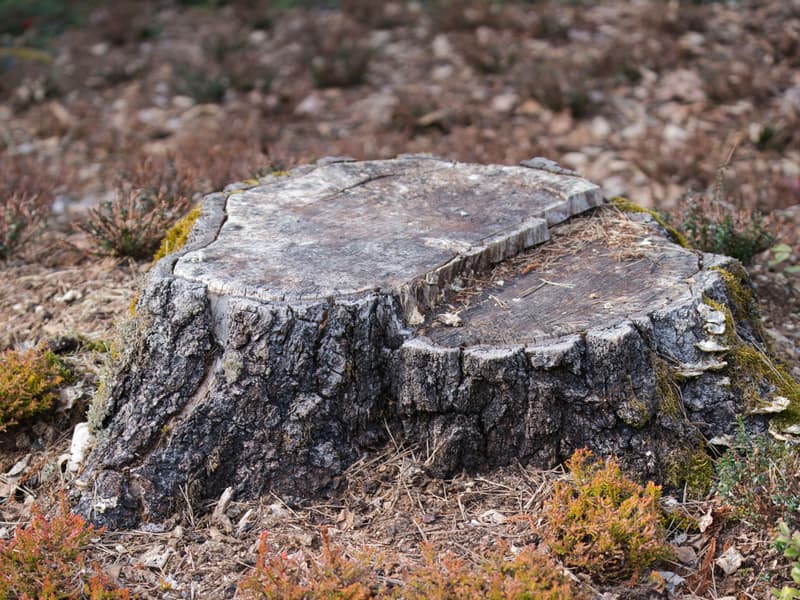 Stor, forvitret trestubbe omgitt av lyng